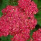 Közönséges cikafark - Achillea millefolium 'Sassy Summer Taffy'