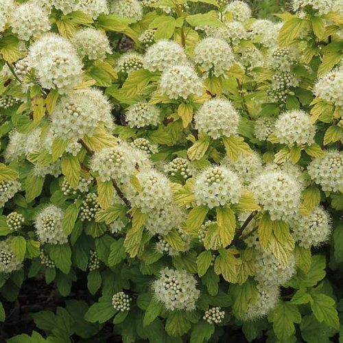 Bangitalevelű hólyagvessző - Physocarpus opulifolius