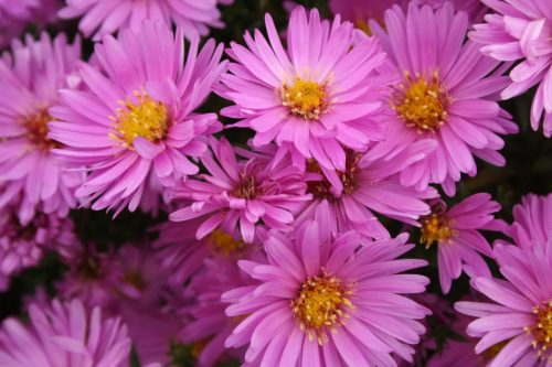 Törpe őszirózsa - Aster dumosus 'Rosenwichtel'