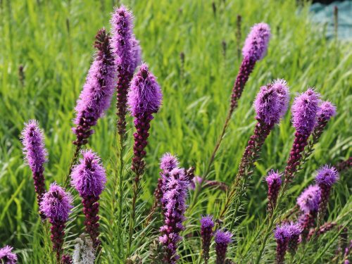 Füzéres díszcsorba - Liatris spicata 'Floristan Violett'