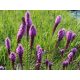 Füzéres díszcsorba - Liatris spicata 'Floristan Violett'