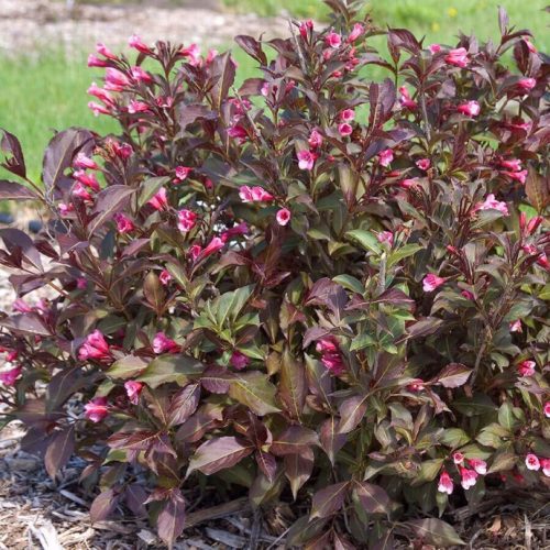 Bordó levelű, alacsony rózsalonc - Weigela florida 'Tango'