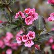 Bordó levelű, alacsony rózsalonc - Weigela florida 'Tango'