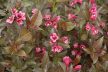 Bordó levelű, alacsony rózsalonc - Weigela florida 'Tango'