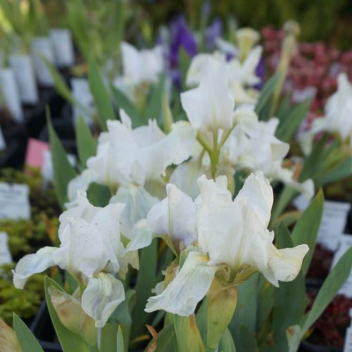 Apró nőszirom - Iris pumila 'Lilly White'