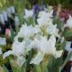 Apró nőszirom - Iris pumila 'Lilly White'