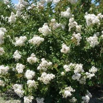  Lagerstroemia indica 'Nivea' - Kínai selyemmirtusz K3 80-100