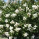Lagerstroemia indica 'Nivea' - Kínai selyemmirtusz K3 80-100