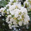 Lagerstroemia indica 'Nivea' - Kínai selyemmirtusz K3 80-100