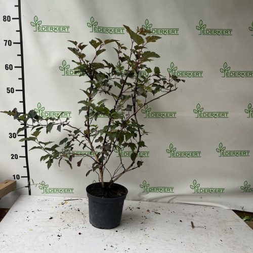 Rézvörös levelű hólyagvessző - Physocarpus opulifolius 'Diable d'Or'