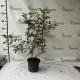 Rézvörös levelű hólyagvessző - Physocarpus opulifolius 'Diable d'Or'