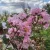 Lagerstroemia indica 'Benoit' - Selyemmirtusz K3 30/40/60