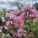 Lagerstroemia indica 'Benoit' - Selyemmirtusz K3 30/40/60