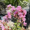 Lagerstroemia indica 'Benoit' - Selyemmirtusz K3 30/40/60