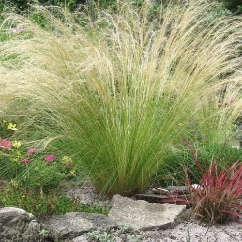 Árvalányhaj - Stipa tenuissima 'Pony Tails' K2