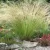 Árvalányhaj - Stipa tenuissima 'Pony Tails' K2