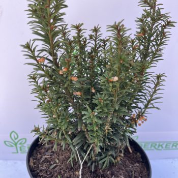 Törpe, gömb tiszafa - Taxus baccata 'Anna'