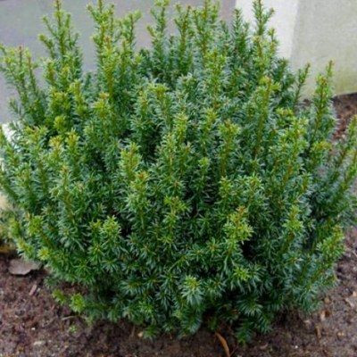 Törpe, gömb tiszafa - Taxus baccata 'Anna'