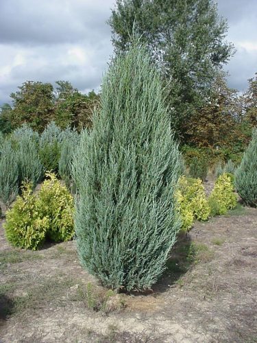 Oszlopos oregoni boróka - Juniperus scopulorum 'Skyrocket'