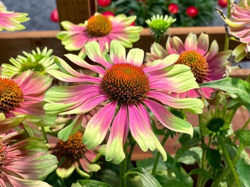 Kasvirág - Echinacea purpurea 'Prairie Blaze Vintage Lime'