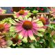 Kasvirág - Echinacea purpurea 'Prairie Blaze Vintage Lime'