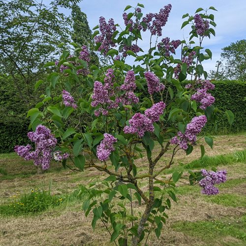 Közönséges orgona - Syringa vulgaris 