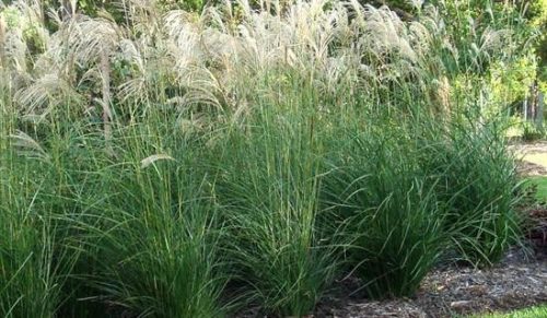 Drapp molnárpántlika - Miscanthus sinensis 'Augustfeder'