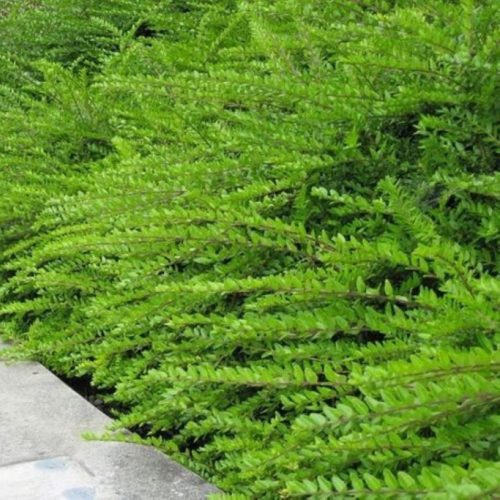 Terülő mirtuszlonc - Lonicera nitida 