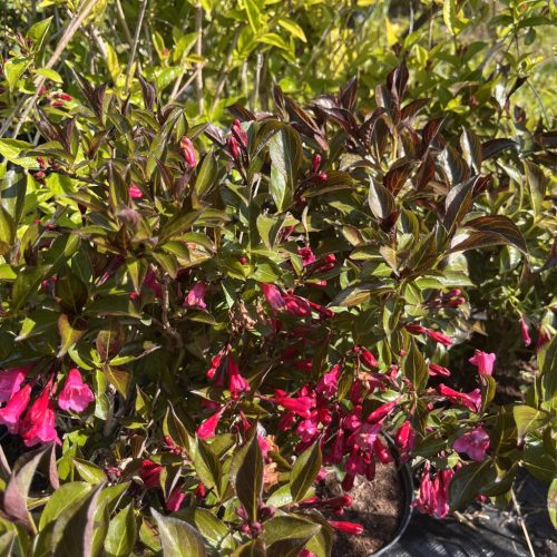 Rózsalonc - Weigela florida 'Alexandra'