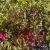 Rózsalonc - Weigela florida 'Alexandra'