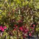 Rózsalonc - Weigela florida 'Alexandra'