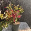 Rózsalonc - Weigela florida 'Alexandra'