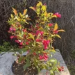 Rózsalonc - Weigela florida 'Alexandra'
