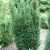 Oszlopos tiszafa - Taxus x media 'Hillii'
