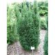 Oszlopos tiszafa - Taxus x media 'Hillii'