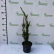 Oszlopos tiszafa - Taxus x media 'Hillii'