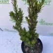 Oszlopos tiszafa - Taxus x media 'Hillii'