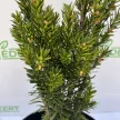 Oszlopos tiszafa - Taxus x media 'Hillii'