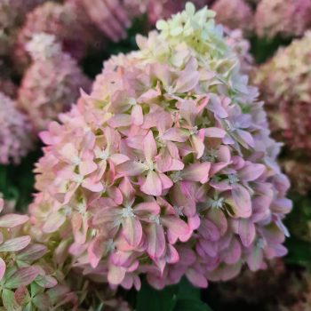   Bugás hortenzia - Hydrangea paniculata 'Pixio'® K3