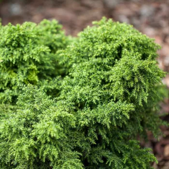   Japán szugifenyő - Cryptomeria japonica 'Yokohama'