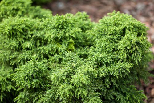 Japán szugifenyő - Cryptomeria japonica 'Yokohama'