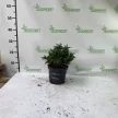 Japán szugifenyő - Cryptomeria japonica 'Yokohama'