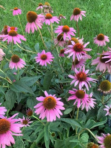 Kasvirág - Echinacea purpurea 'Prairie Splendor Deep Rose'