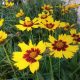 Nagyvirágú menyecskeszem - Coreopsis grandiflora 'Sunkiss'