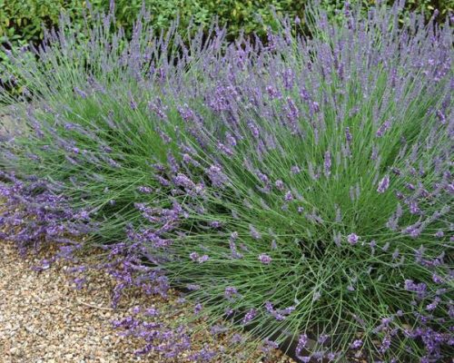 Francia levendula - Lavandula x intermedia 