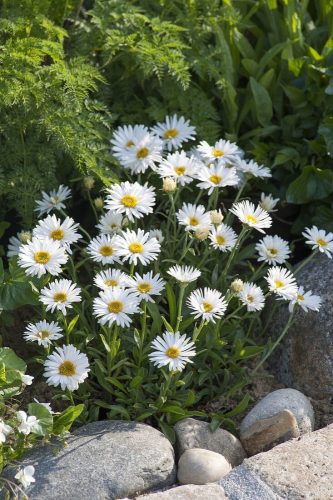 Havasi őszirózsa - Aster alpinus 'Albus'