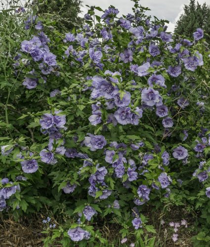 Mályvacserje - Hibiscus syriacus 'Blue Chiffon'