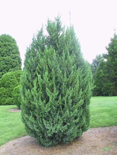 Kínai boróka - Juniperus chinensis 'Obelisk'