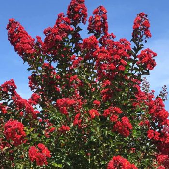 Kínai selyemmirtusz - Lagerstroemia indica ‘Red Rocket’