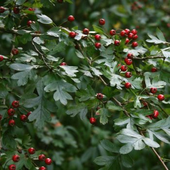 Egybibés galagonya - Crataegus monogyna	